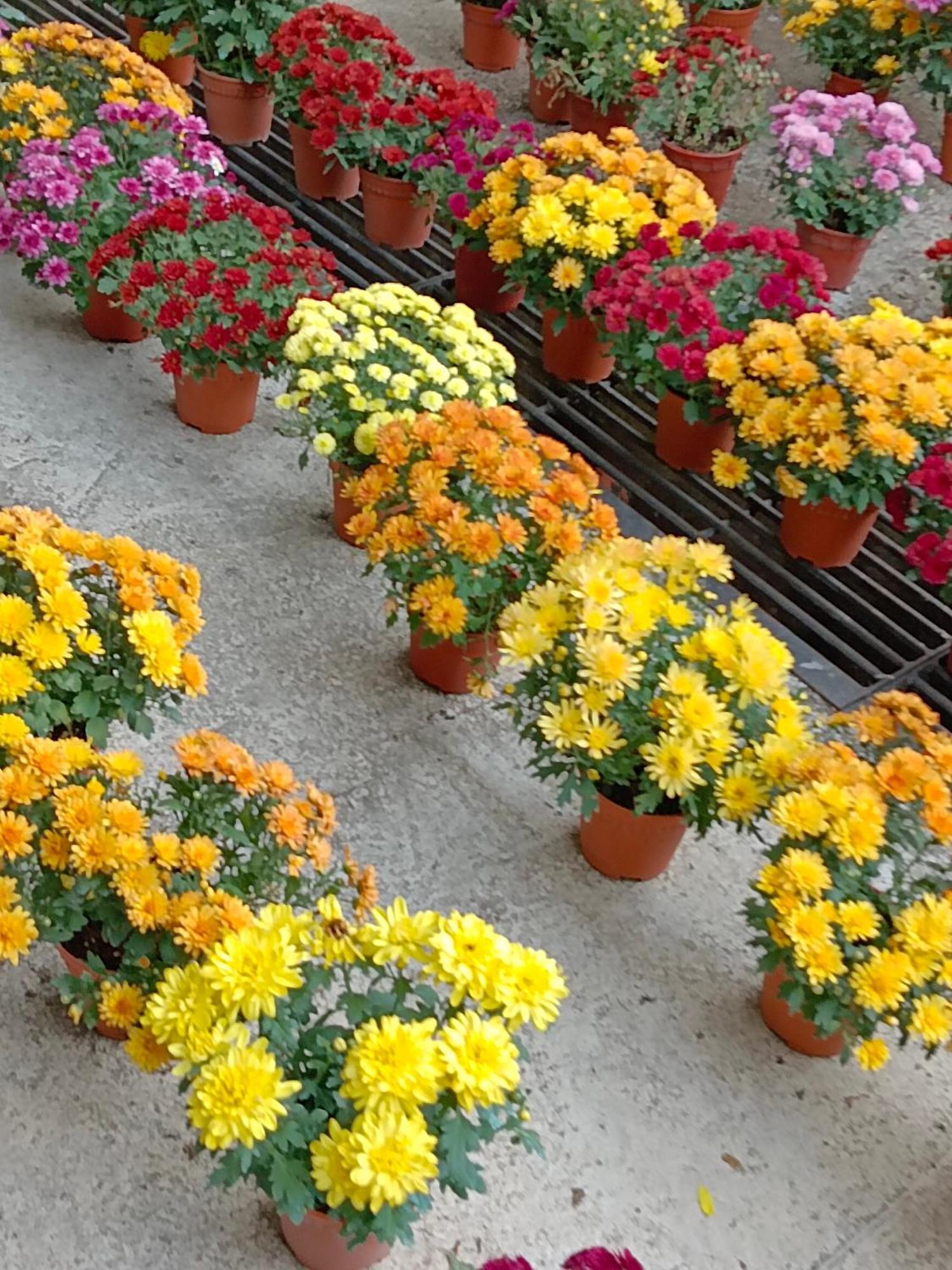 ברינצ'אנג Golden Rose Homestay Cameron Highlands מראה חיצוני תמונה